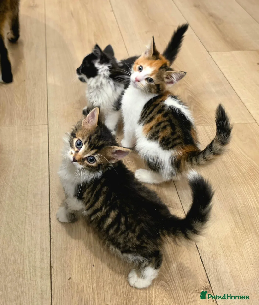 Mixed Breed cats for sale: ​🐾 6 Beautiful Kittens ready to go 💙🩷 - Advert 1