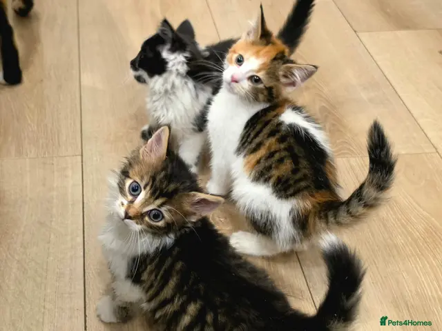 Mixed Breed cats 🐾 6 Beautiful Kittens ready to go 💙🩷 - Advert 1