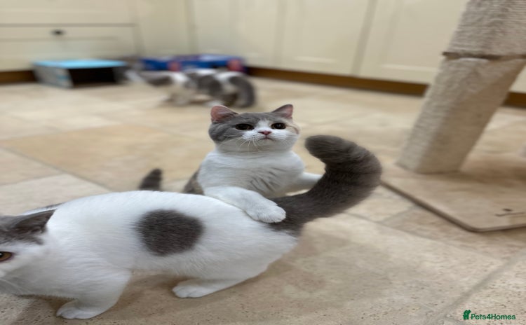 British Shorthair cats - Advert 15