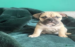 English Bulldog dogs for sale: Female english bulldog puppy  - Advert 4