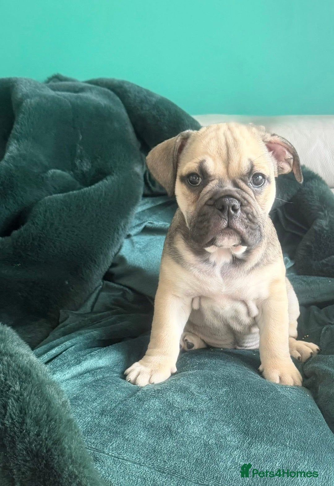English Bulldog dogs for sale: Female english bulldog puppy  - Advert 4
