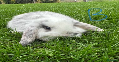 Mini Lop rabbits - Advert 9