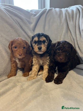 Cockapoo dogs - Advert 2