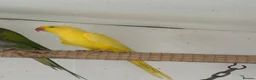 Parakeets birds for sale: Adult Pair Derbyan parrot & yellow Indian Ringneck - Advert 3