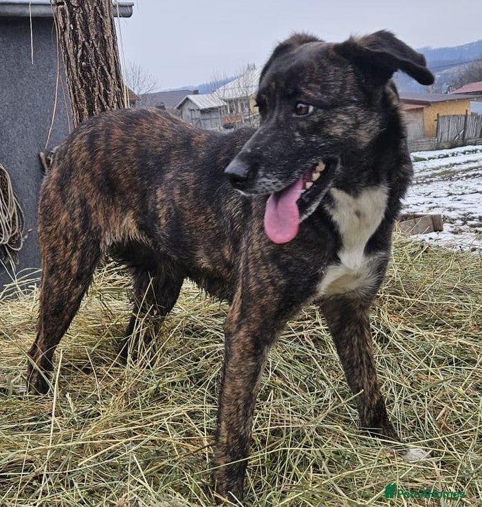 Mixed Breed dogs LOLA – Gentle Soul, Bright Eyes & Pure Devotion🤍 - Advert 1