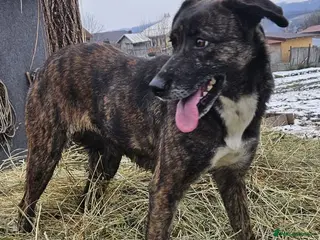 Mixed Breed dogs LOLA – Gentle Soul, Bright Eyes & Pure Devotion🤍 - Advert 1