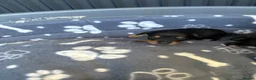 Chihuahua dogs for sale: Puppies  - Advert 7