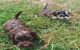Cockapoo dogs for sale: 🐾 Brilliant Cockalier-a-Poo Puppies! 🐾 - Image 7