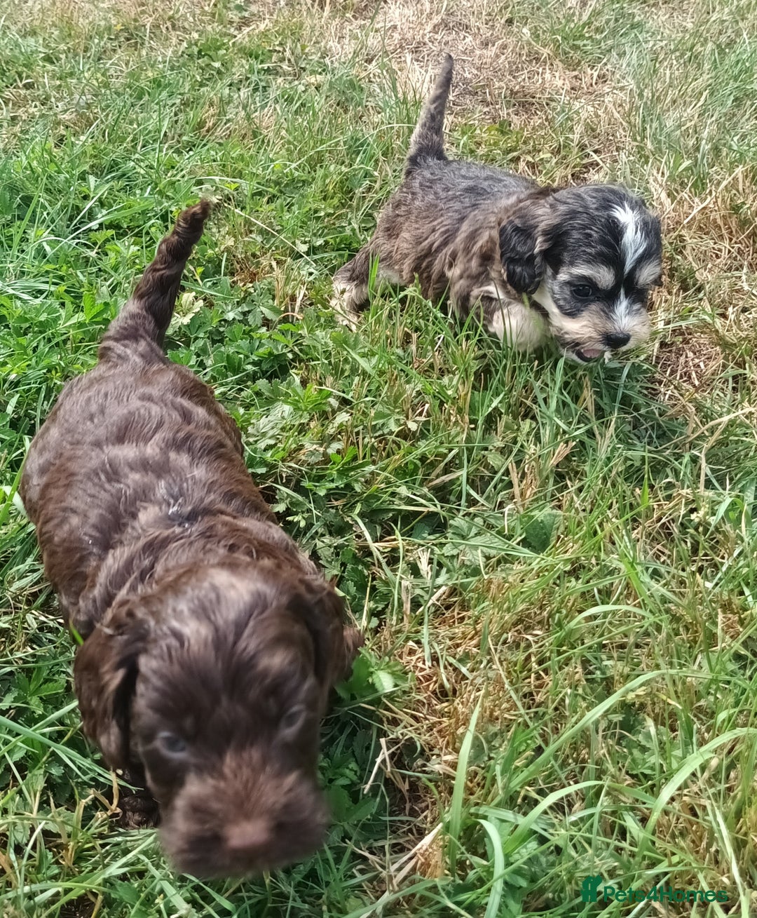 Cockapoo dogs for sale: 🐾 Brilliant Cockalier-a-Poo Puppies! 🐾 - Image 7