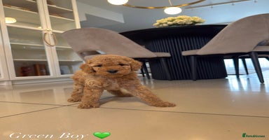 Australian Labradoodle dogs - Advert 4
