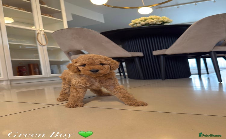 Australian Labradoodle dogs - Advert 1