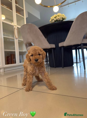 Australian Labradoodle dogs - Advert 1