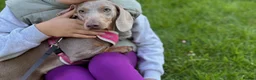 Miniature Dachshund dogs for sale: BEAUTIFUL DACHSHUND PUPPIES! - Advert 9