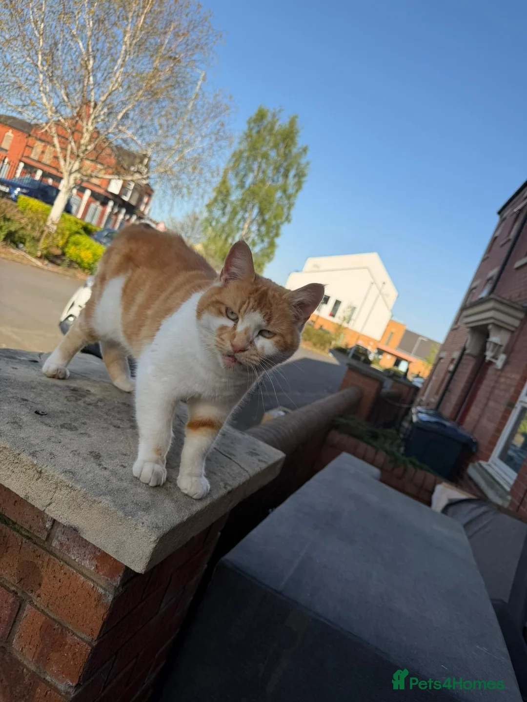 Mixed Breed cats for sale: Kittens  in Birmingham - Advert 14