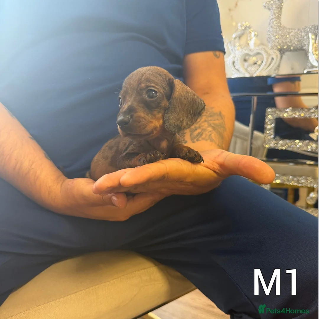 Miniature Dachshund dogs for sale: Miniature Dachshund  - Advert 1