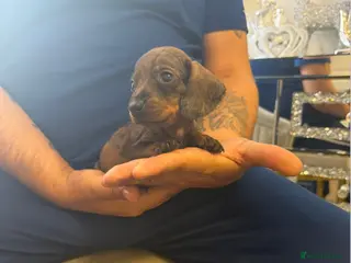 Miniature Dachshund dogs Miniature Dachshund - Advert 5