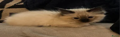 Ragdoll Kitten 2