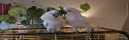 Cockatoo birds for sale: 9-Week-Old Triton Cockatoo Chicks Available - Advert 3