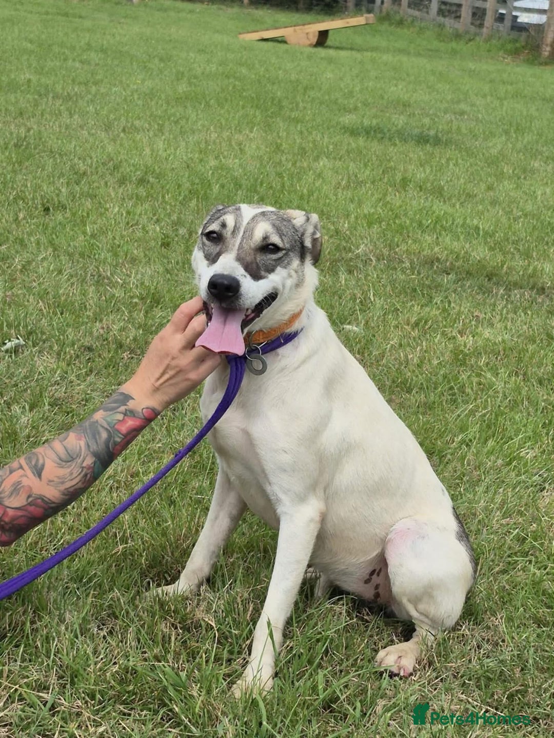 Mixed Breed dogs for adoption: Lotty (2) Norwich Norfolk  - Image 15