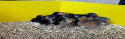 Chickens poultry for sale: Beautiful Orpington Chicks for Sale - Advert 2
