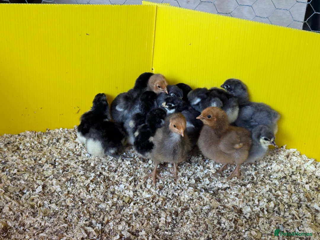 Chickens poultry for sale: Beautiful Orpington Chicks for Sale - Advert 2