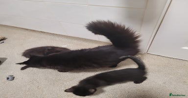 Mixed Breed cats - Advert 4