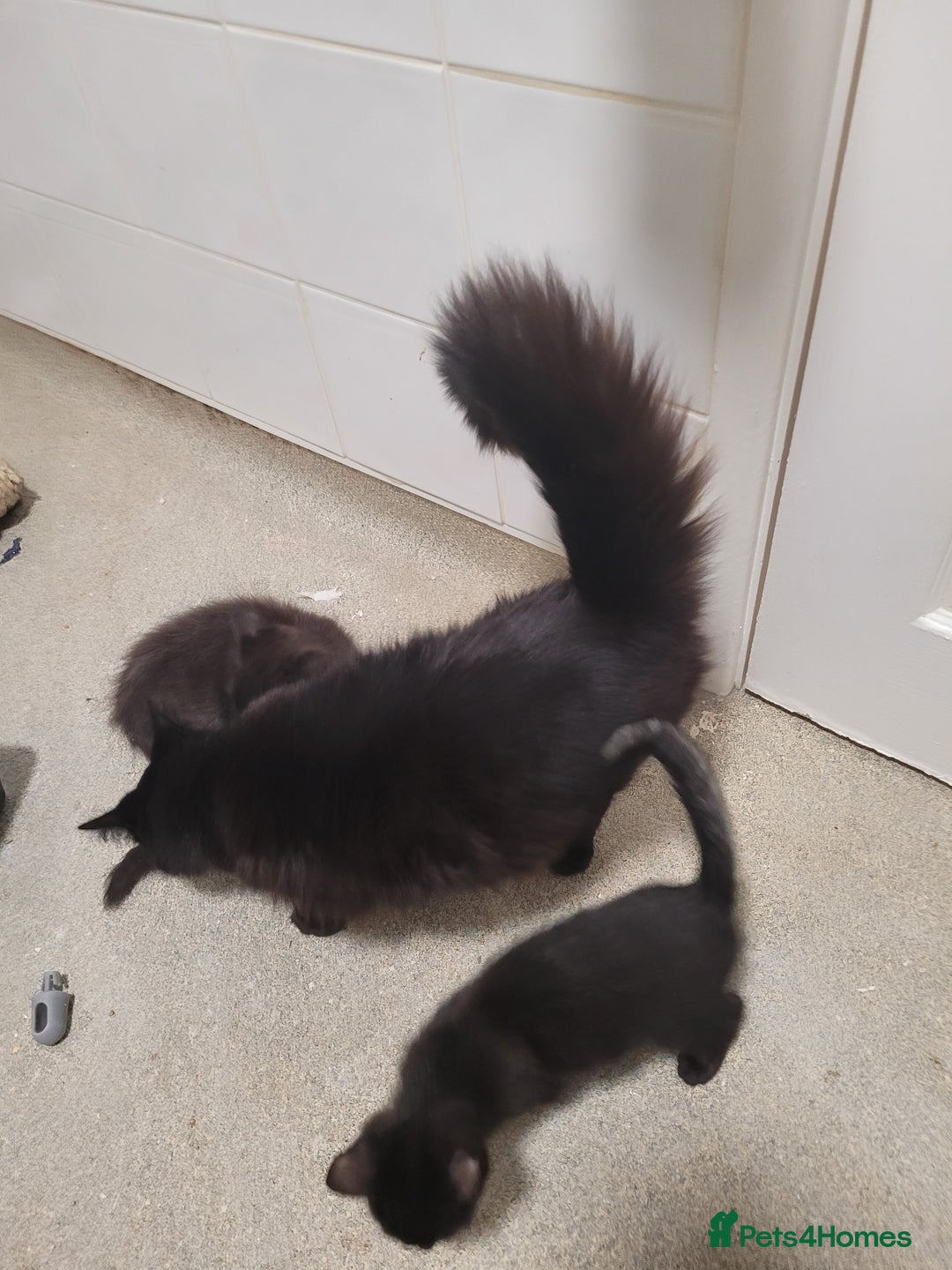 Mixed Breed cats for sale: 2 female kittens    - Image 2