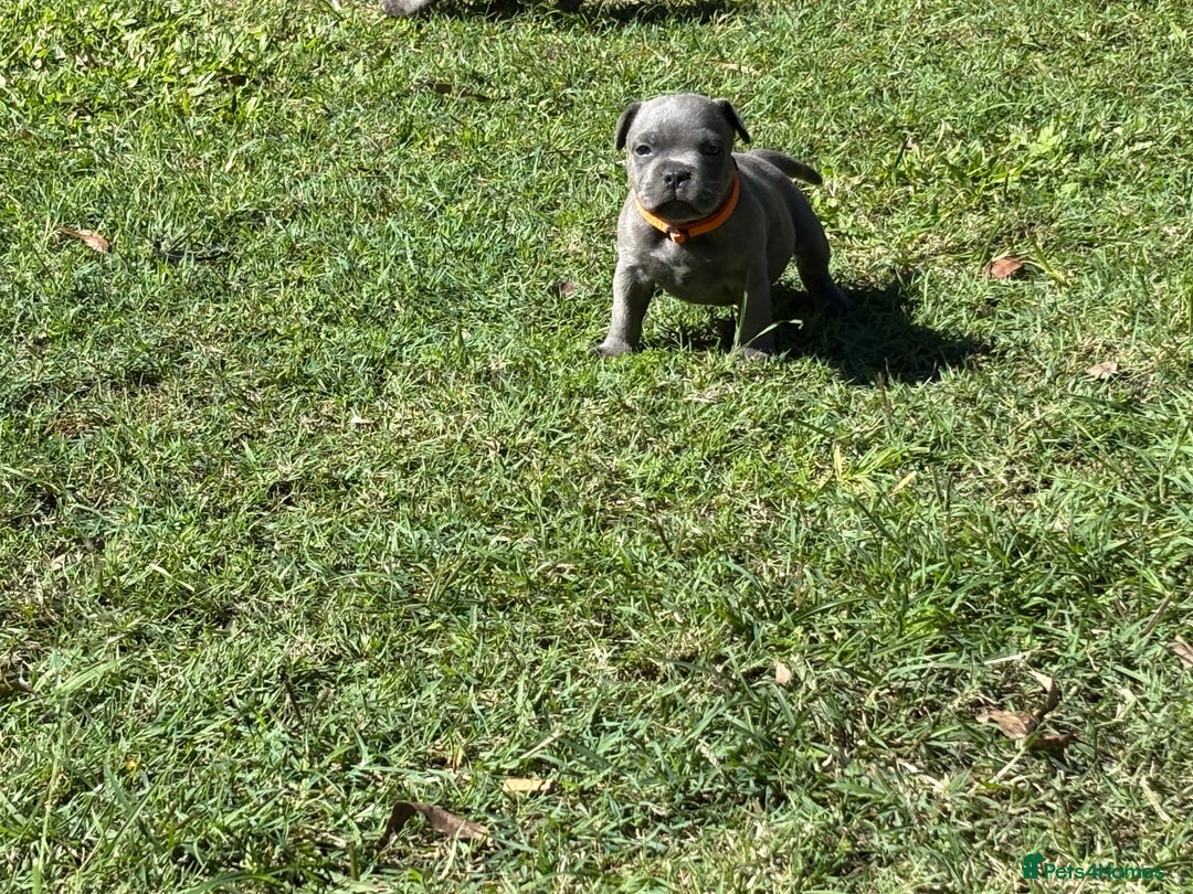 Staffordshire Bull Terrier dogs for sale:  Staffordshire Bull Terrier puppies for sale - Advert 1