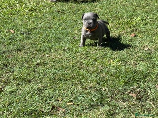 Staffordshire Bull Terrier dogs Staffordshire Bull Terrier puppies for sale - Advert 12