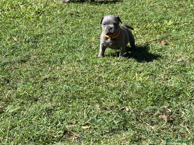 Staffordshire Bull Terrier dogs Staffordshire Bull Terrier puppies for sale - Advert 1