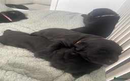 Labrador Retriever dogs for sale: 5 beautiful Labrador puppies - Image 15