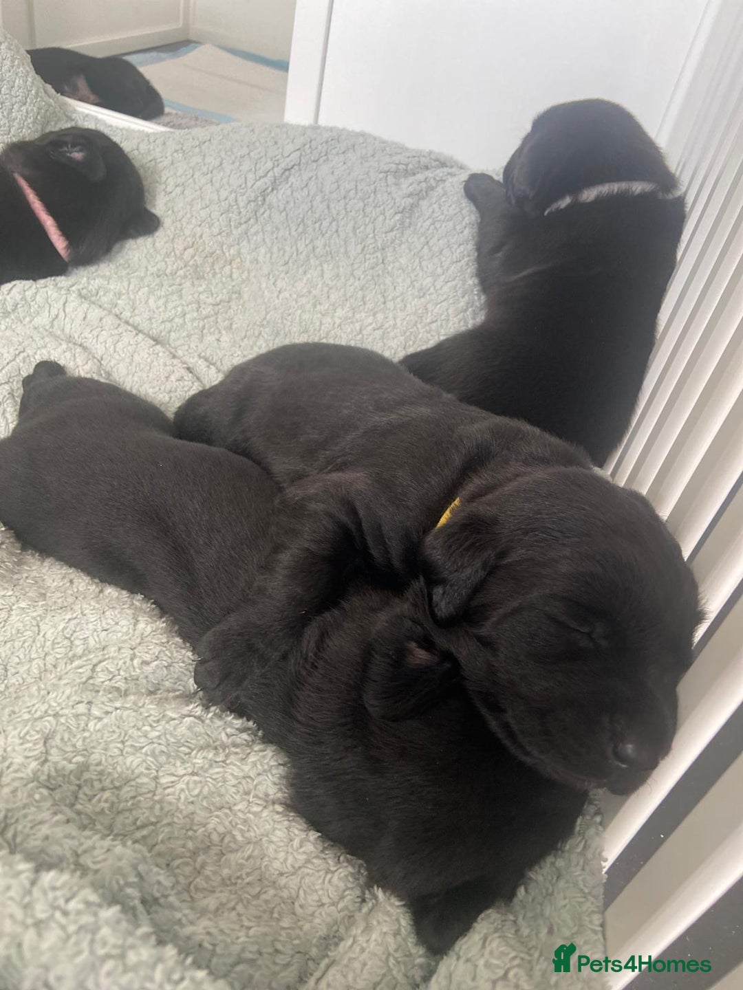 Labrador Retriever dogs for sale: 5 beautiful Labrador puppies - Image 15