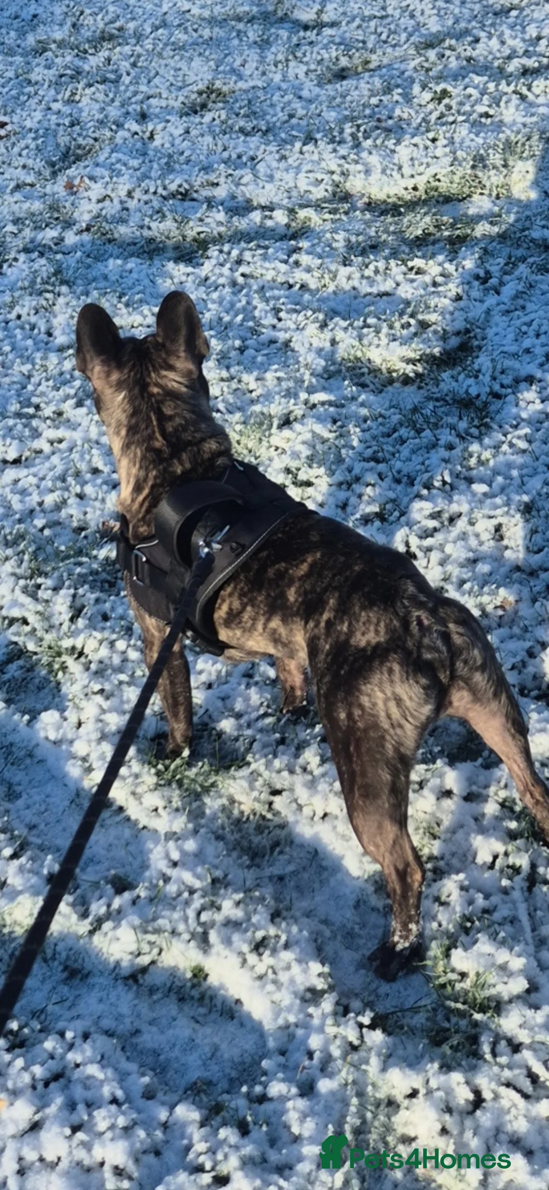 French Bulldog dogs for sale: Male french bulldog  in Daventry - Advert 2