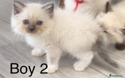 Ragdoll cats for sale: 7 Ragdoll kittens for sale - Image 9