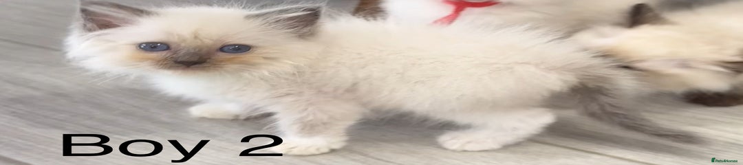 Ragdoll Kitten 2