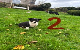 Border Collie dogs for sale: Border Collie puppies - Advert 4
