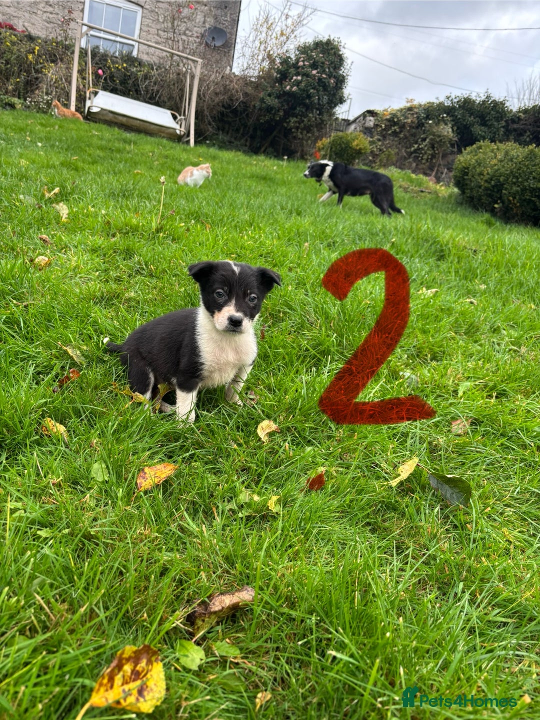Border Collie dogs for sale: Border Collie puppies - Advert 4