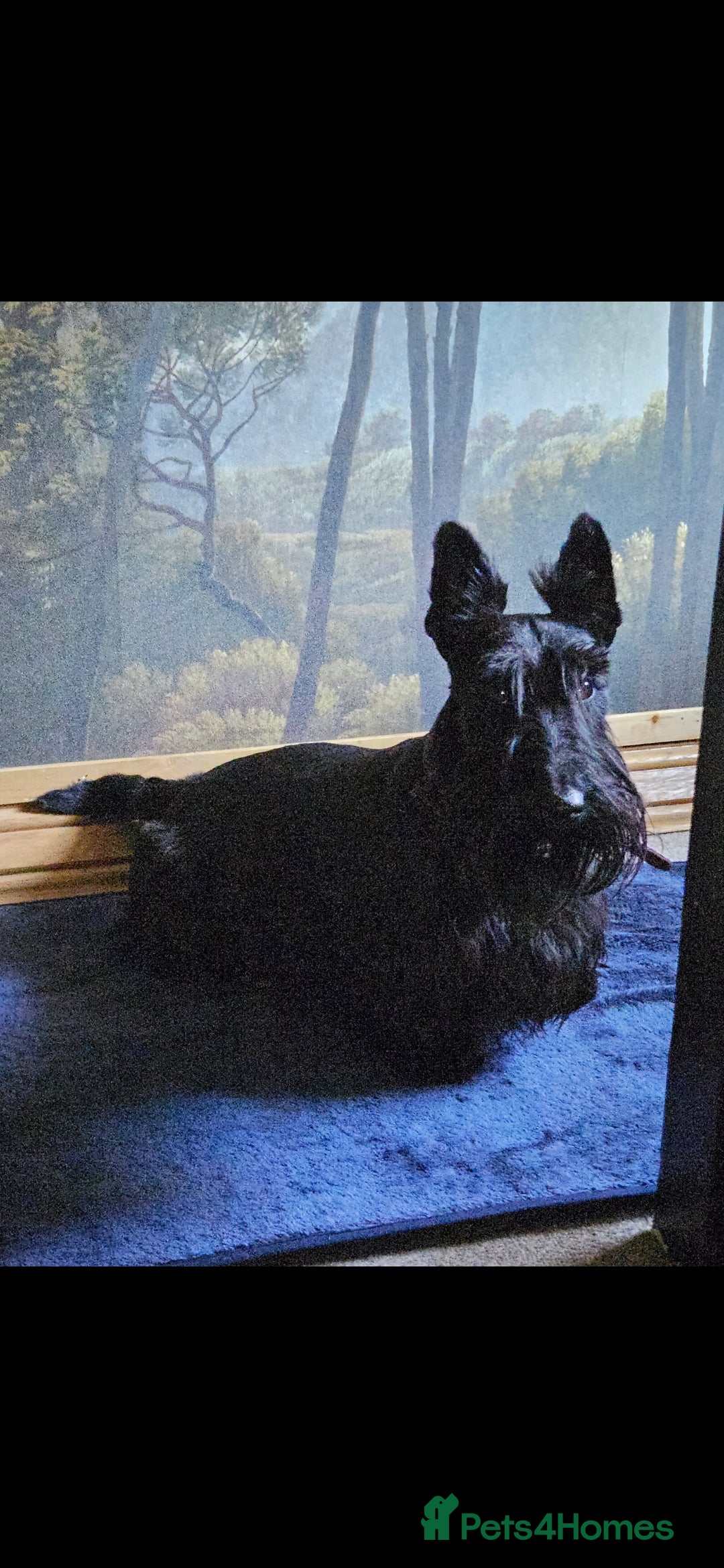 Scottish Terrier dogs for sale: Scottish terrier Puppies  - Advert 2