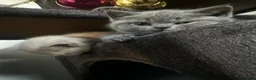 British Shorthair cats for sale: 2 cute kitties  - Advert 12