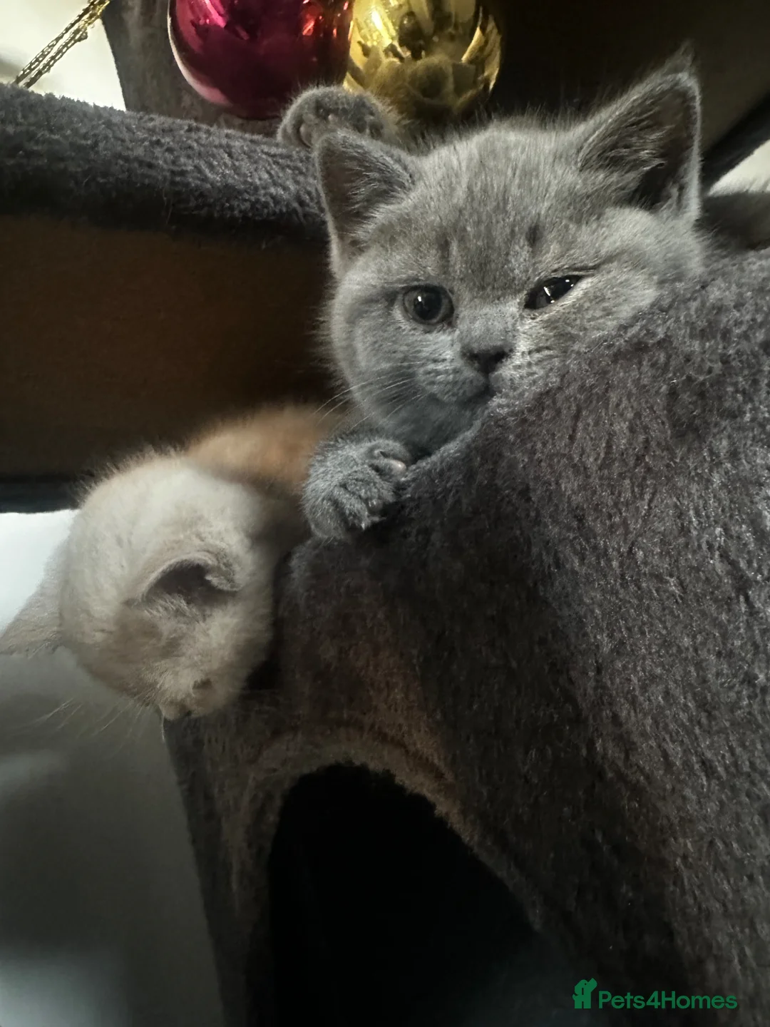 British Shorthair cats for sale: 2 cute kitties  - Advert 12
