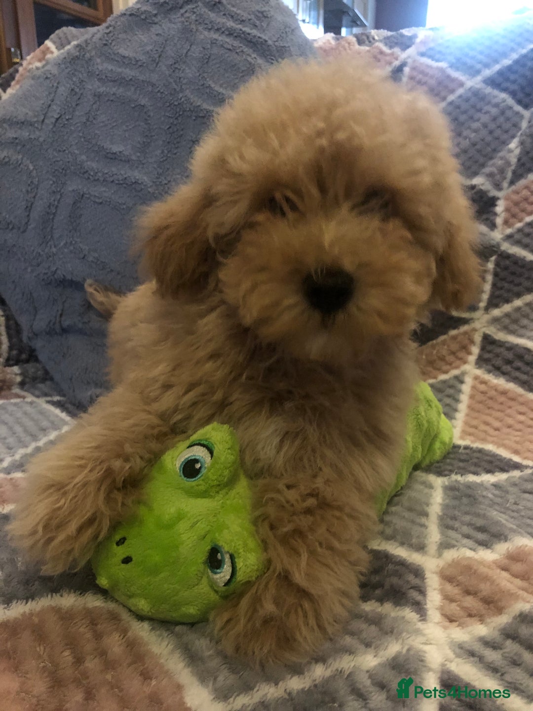 Maltipoo dogs for sale: Maltipoo puppies for sale  - Advert 13