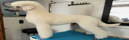 Standard Poodle dogs for stud: Quality White Standard Poodle for Stud - Advert 8