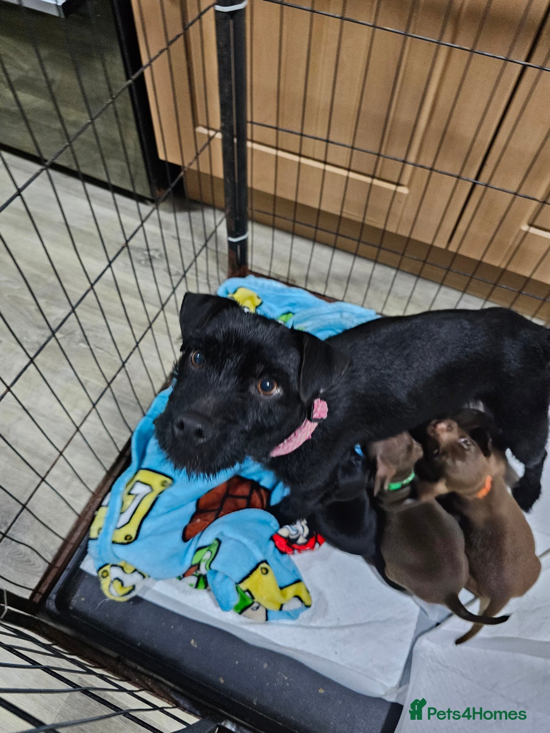 Patterdale Terrier dogs for sale: BEAUTIFUL PATTERDALE TERRIERS FOR SALE  - Advert 15