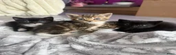 Bengal cats for sale: 4 beautiful bengal kittens looking for a home  in Oldham - Advert 6