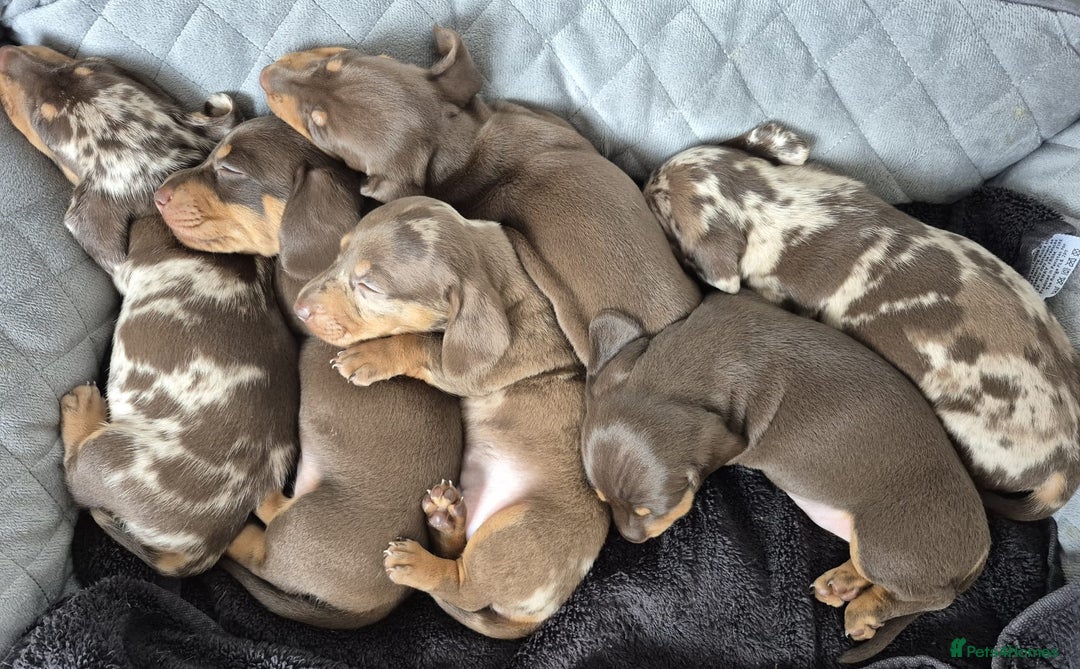 Miniature Dachshund dogs for sale: Miniature Dachshund Pups Looking for Loving Homes - Image 2