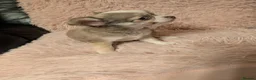 Chihuahua dogs for sale: Beautiful Green eyes Chihuahua  - Advert 10