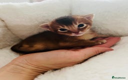Abyssinian cats for sale: 🥇 5+ Gen Champ🏆 Fawn🤍Blue💙 girls🤎choco🧡ruddy - Image 12