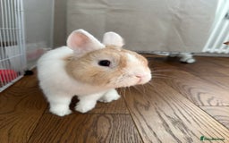 Netherland Dwarf rabbits for sale: Nertherland Dwarf/Dutch Rabbit - Read Description  - Image 5