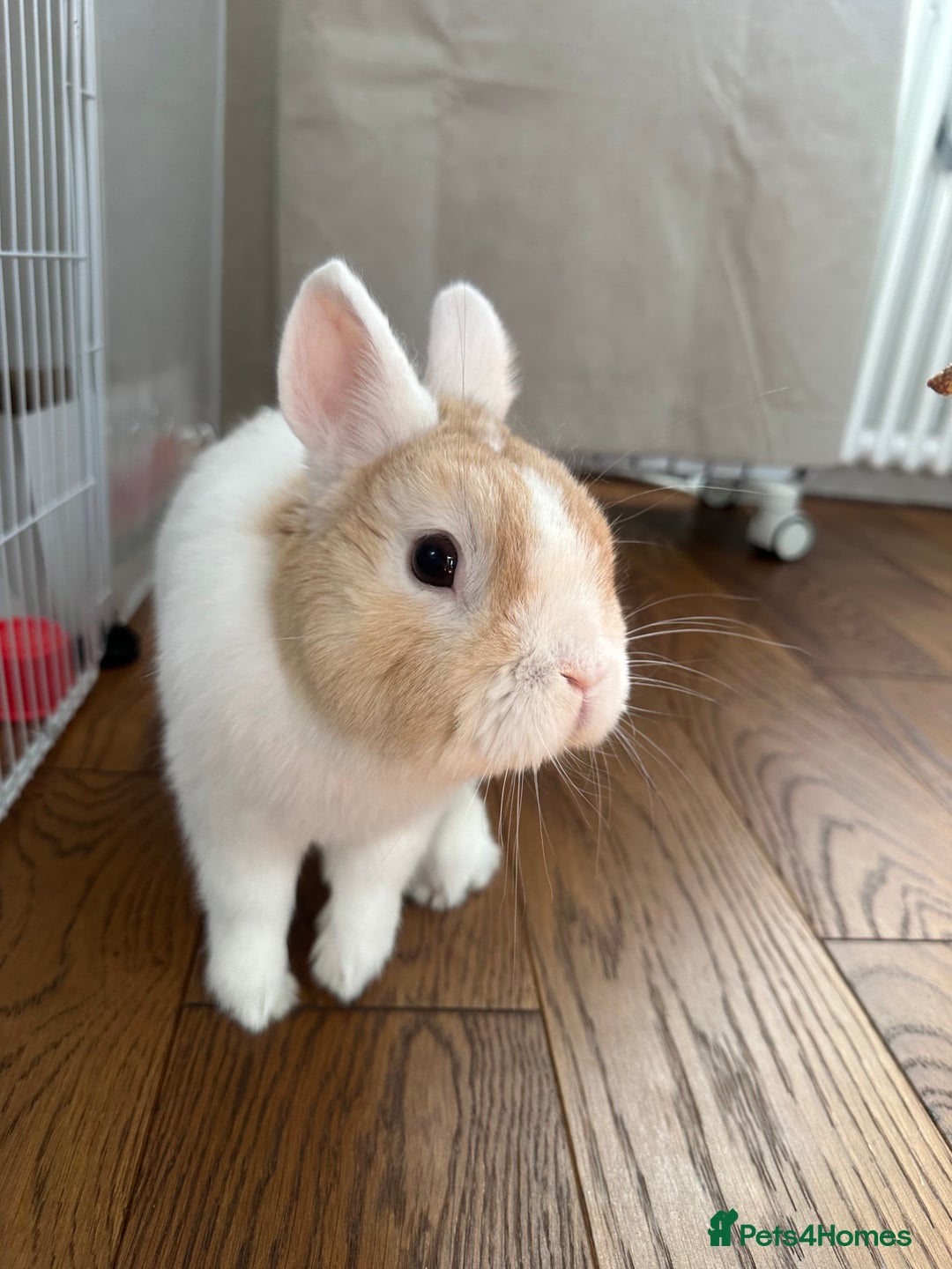 Netherland Dwarf rabbits for sale: Nertherland Dwarf/Dutch Rabbit - Read Description  - Image 5