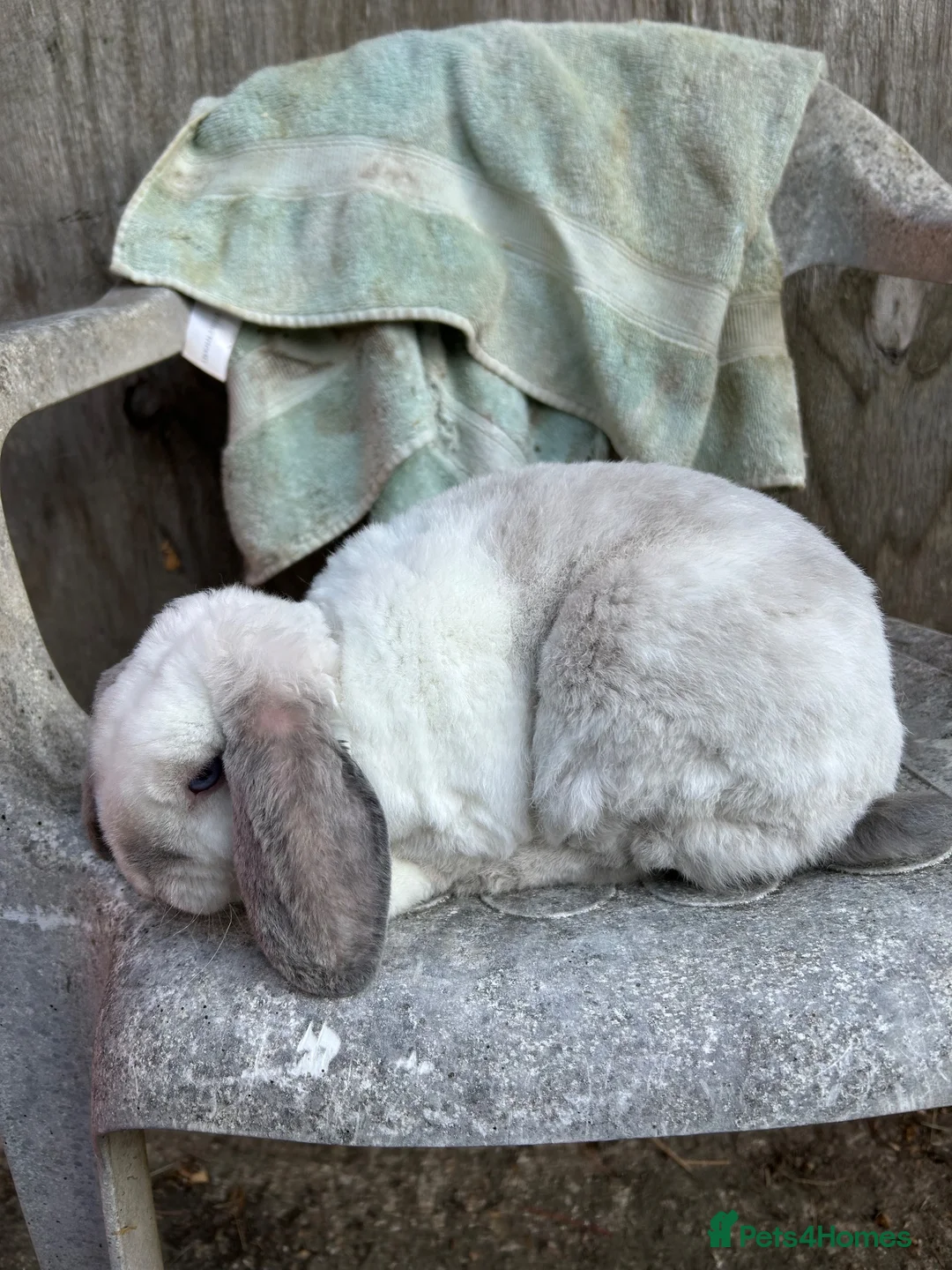 Mini Lion Lop rabbits for sale: Mini plush lop blu eyed - Advert 2